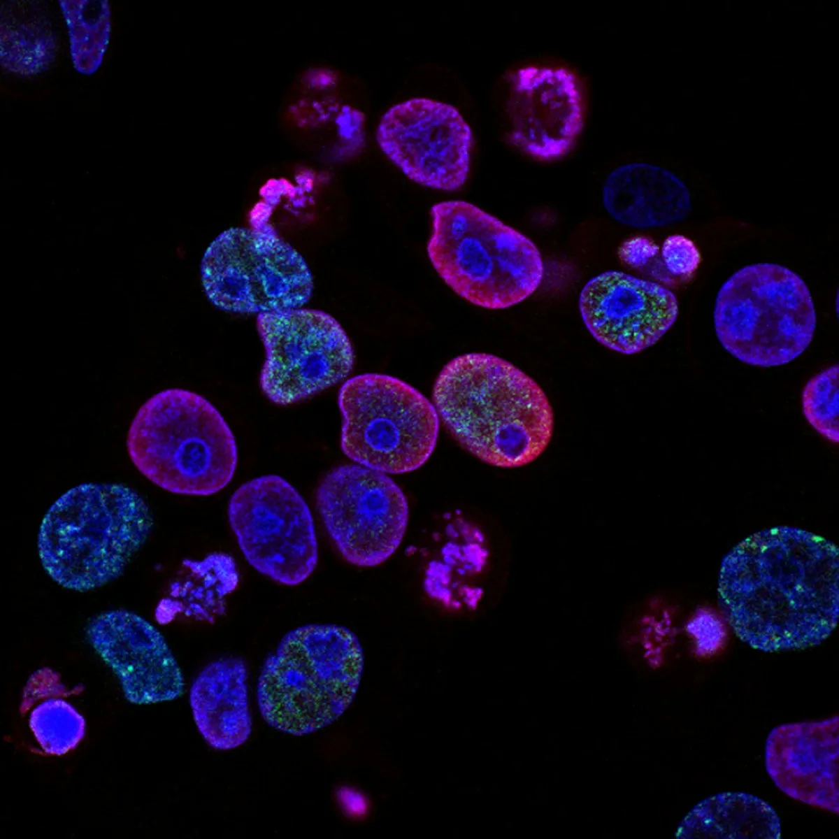 Células marcadas con fluorescencia