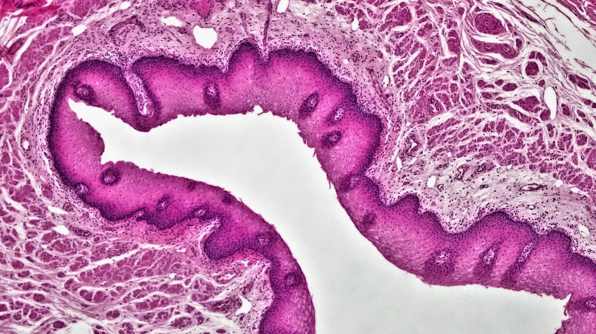 Corte histológico teñido con hematoxilina y eosina
