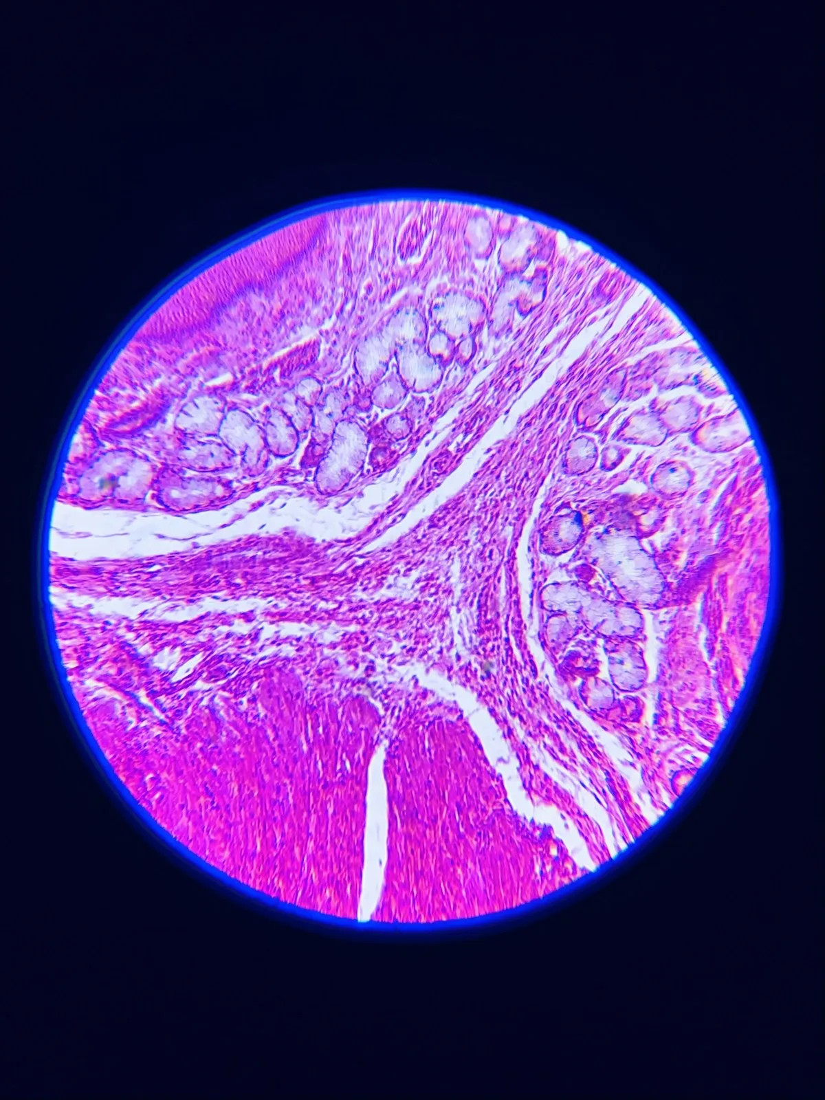 Lámina histológica vista por el ocular del microscopio